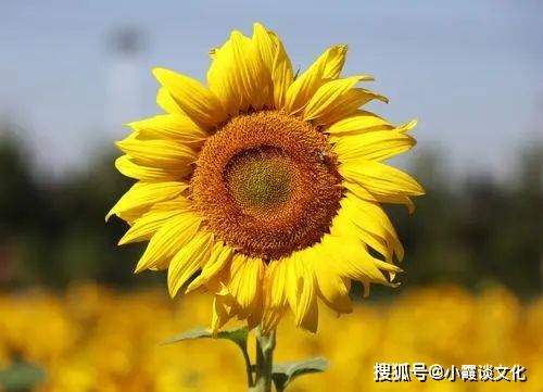 球员们百尺竿头更进一步，实力蒸蒸日上引全球瞩目